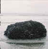 mussel rock.jpg (10075 bytes)