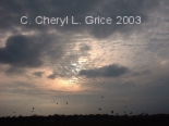 Bird Sunset.jpg (29691 bytes)