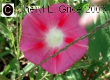 PinkRedMG.jpg (40724 bytes)